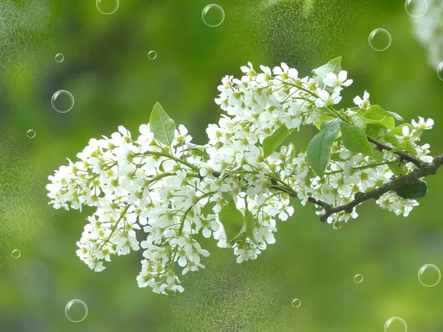 Schafmilchseife